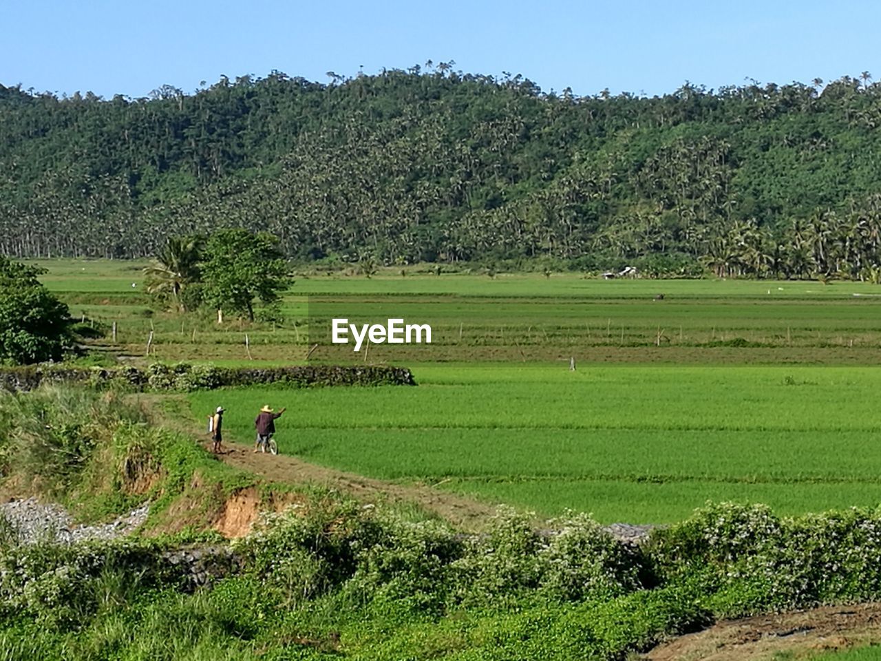 VIEW OF SHEEP GRAZING IN FIELD