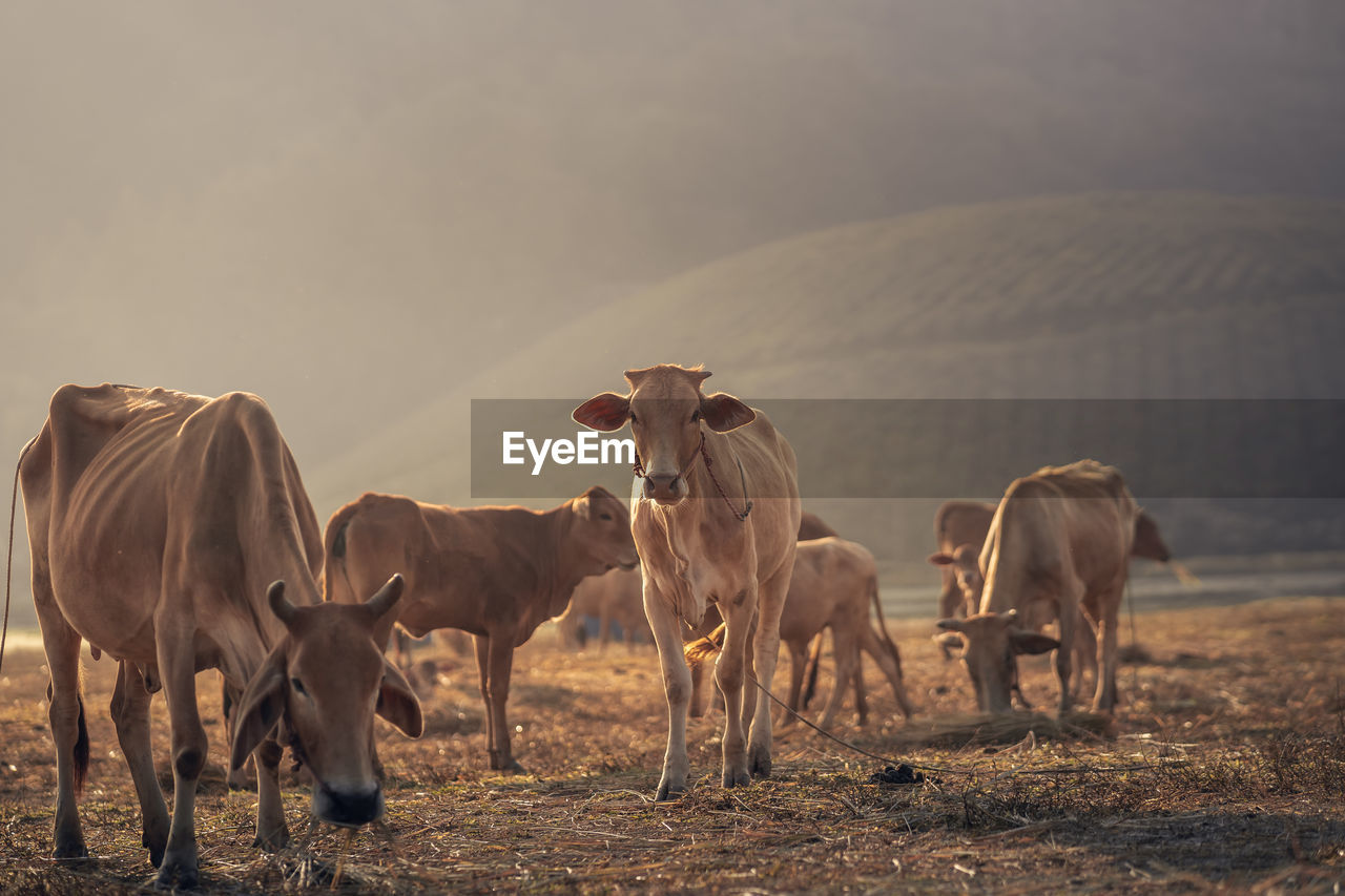 HORSES IN THE FIELD