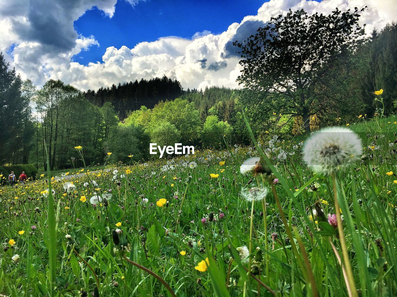 VIEW OF FLOWERING PLANTS ON FIELD