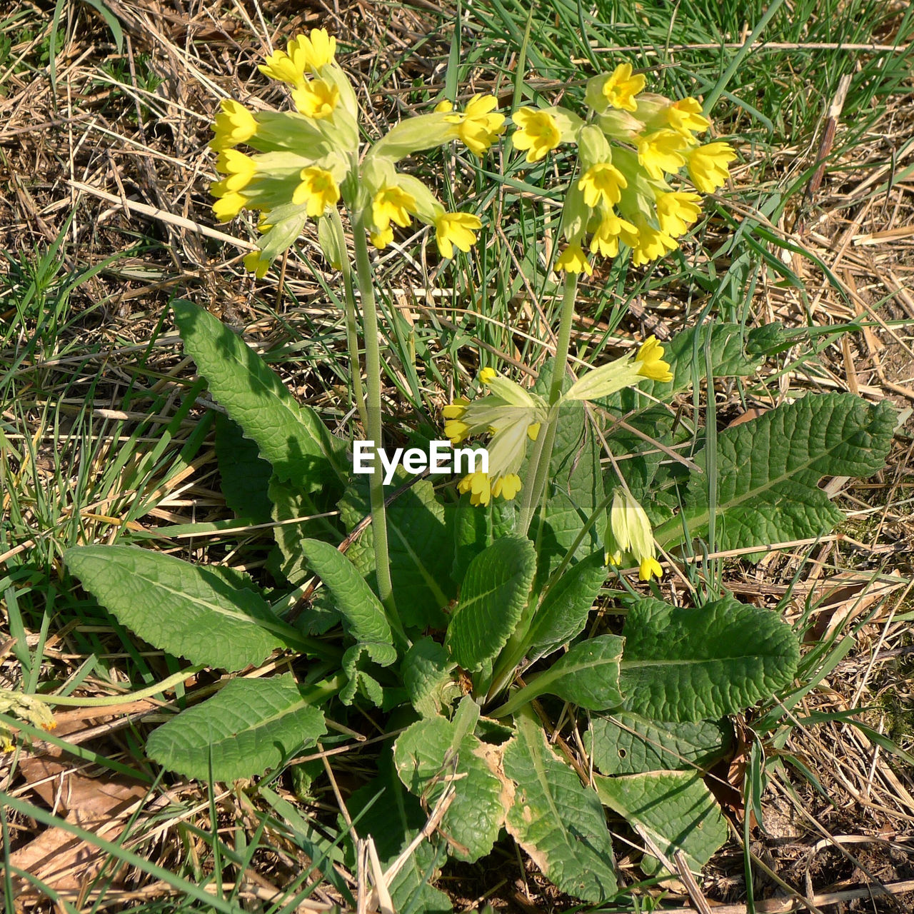 CLOSE-UP OF YELLOW FLOWERS ON FIELD