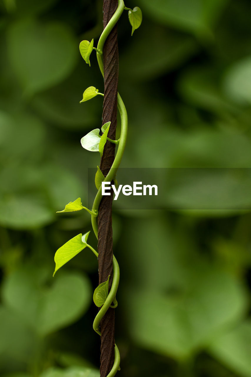 CLOSE-UP OF LEAF