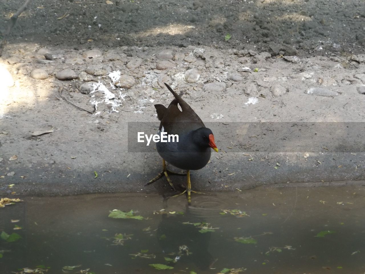 View of a bird by the lake