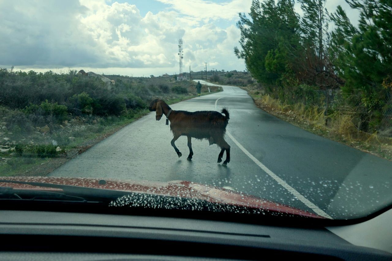 Goat crossing street seen through car windshield