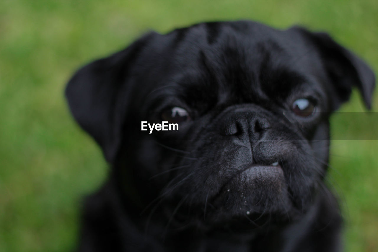CLOSE-UP PORTRAIT OF A DOG