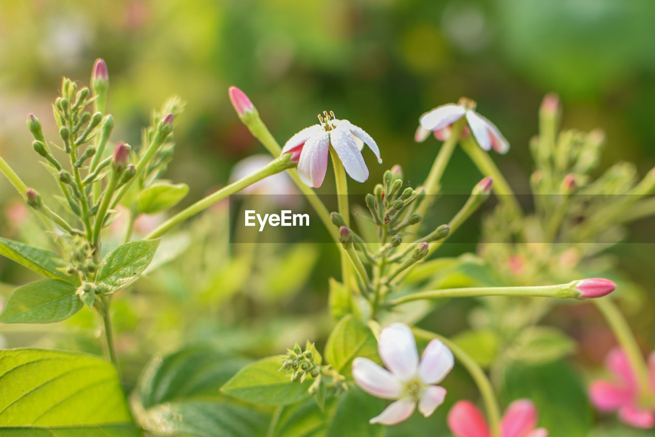 Close-up of pink flowering plant