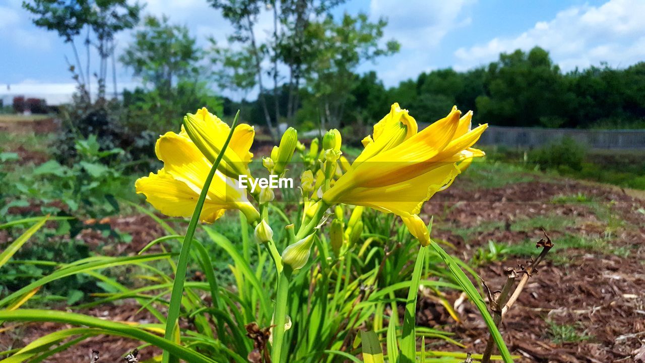 CLOSE-UP OF YELLOW FLOWERS GROWING ON FIELD