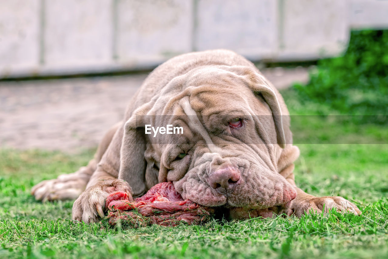 Close-up of dog eating meat outdoors