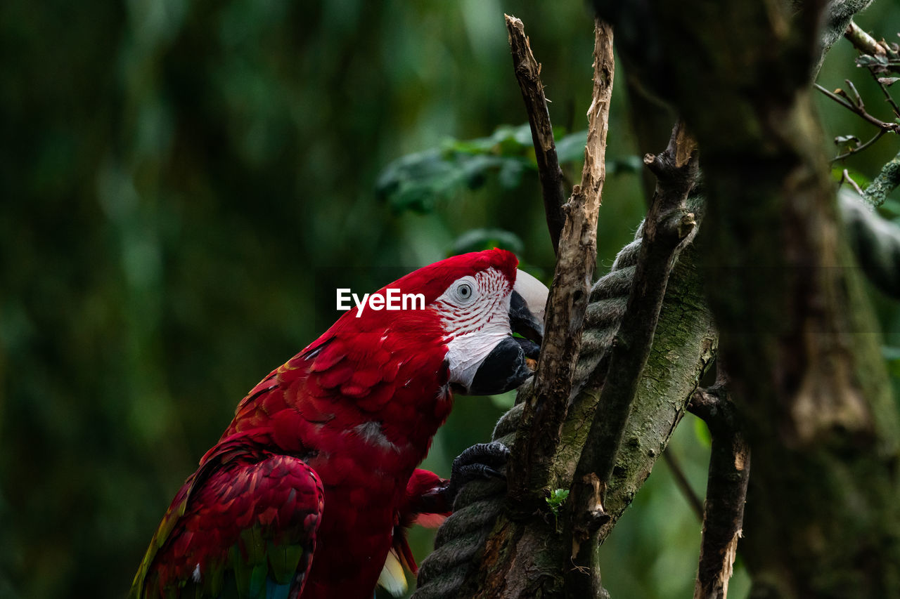 Macaw close up