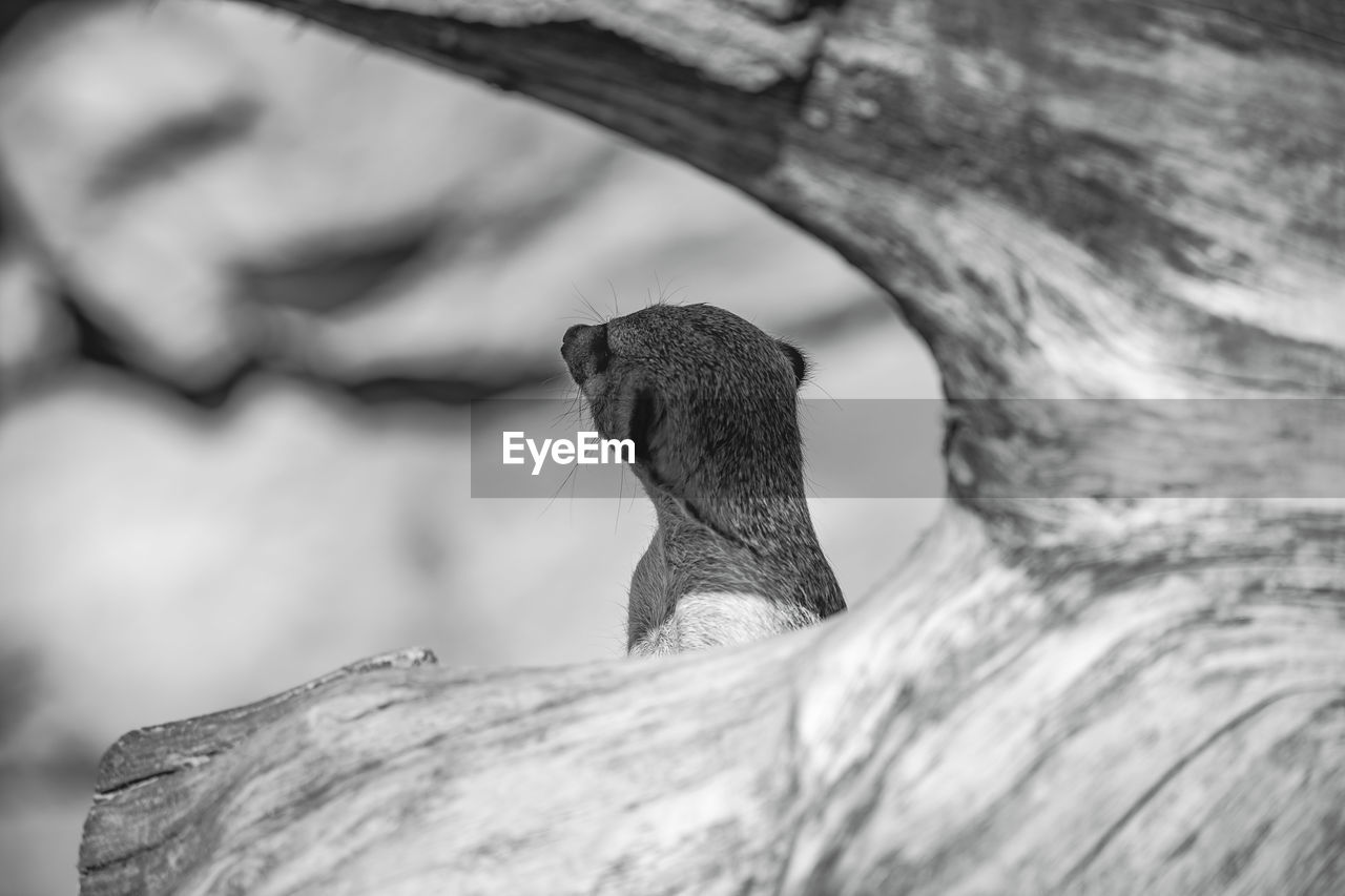 Close-up of meerkat 