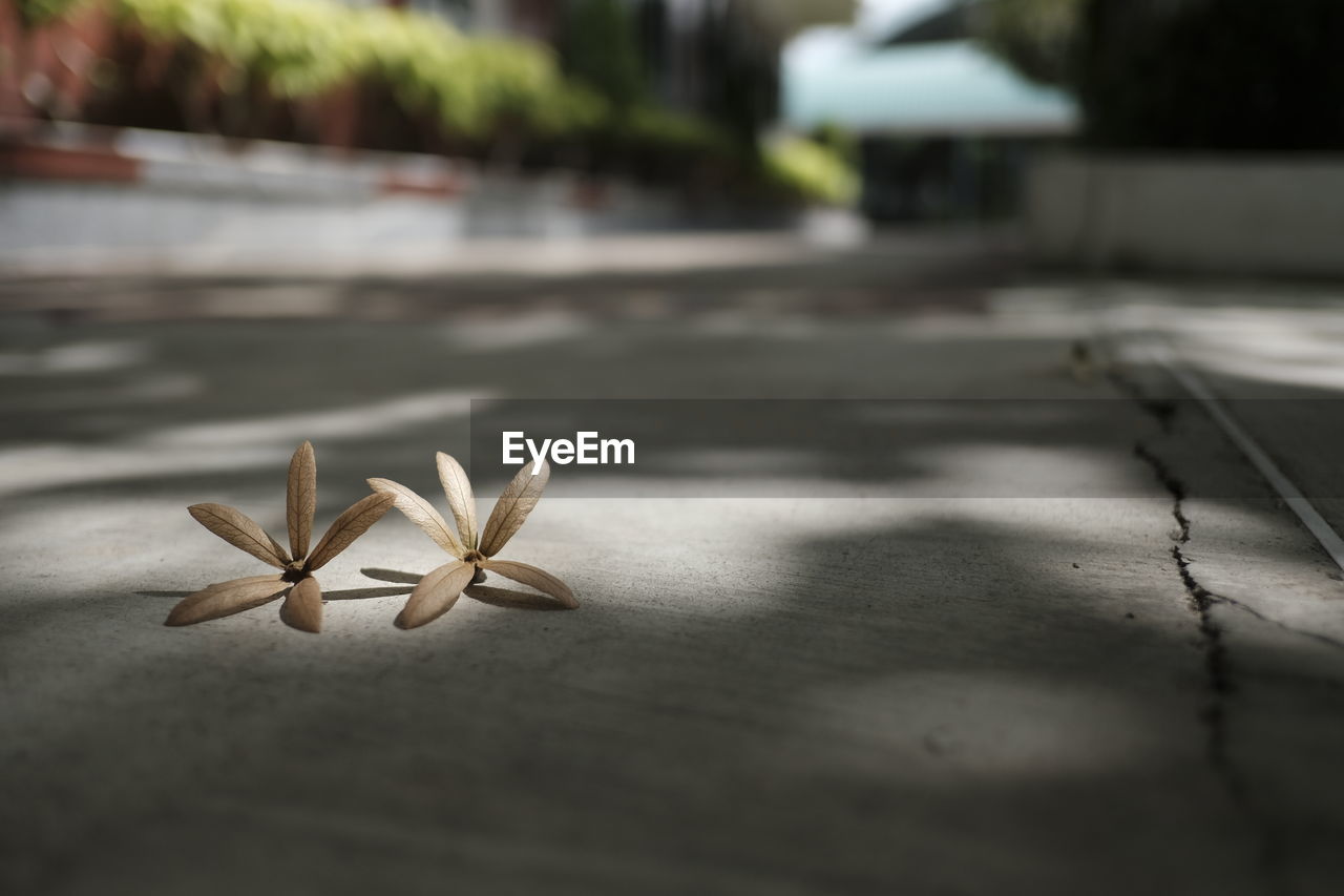 CLOSE-UP OF WHITE FLOWER ON STREET