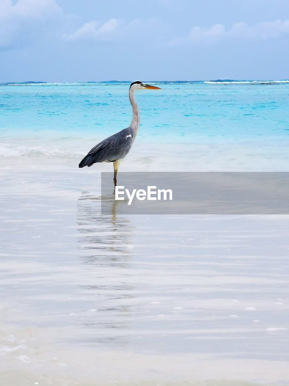 Heron in front of the sea against sky