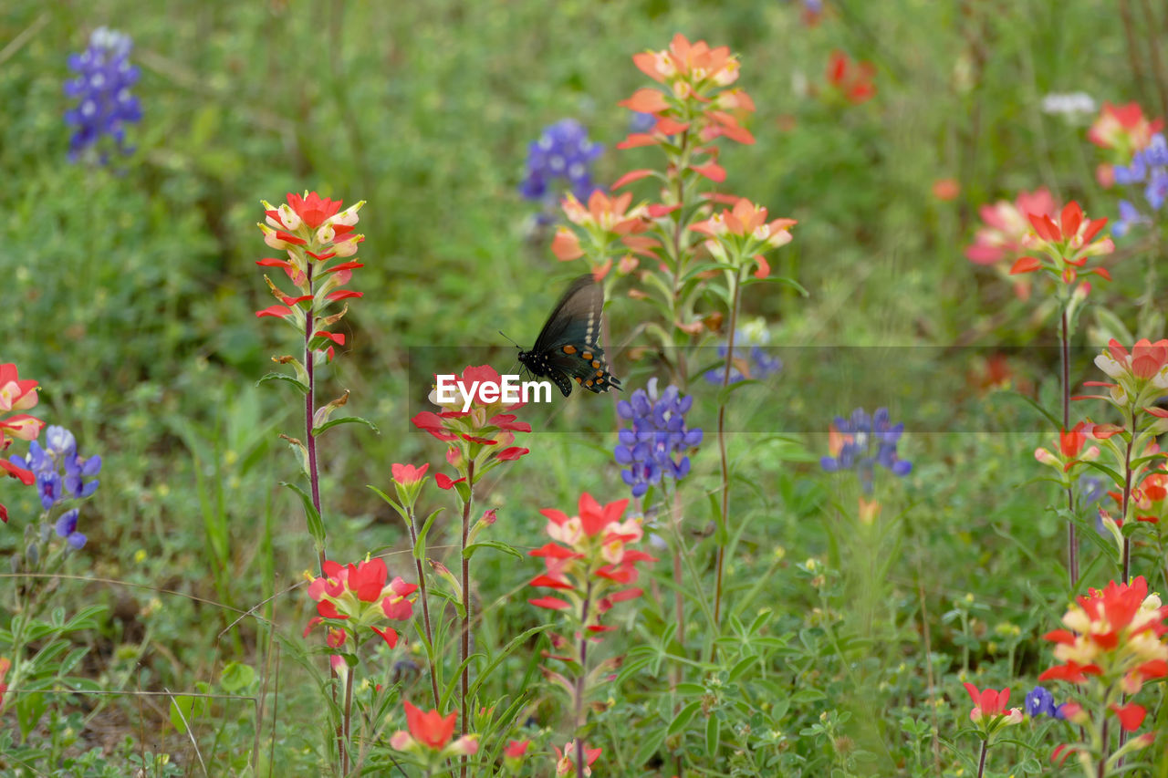 Butterfly enjoying bluebonnets and indian paintbrush flowers