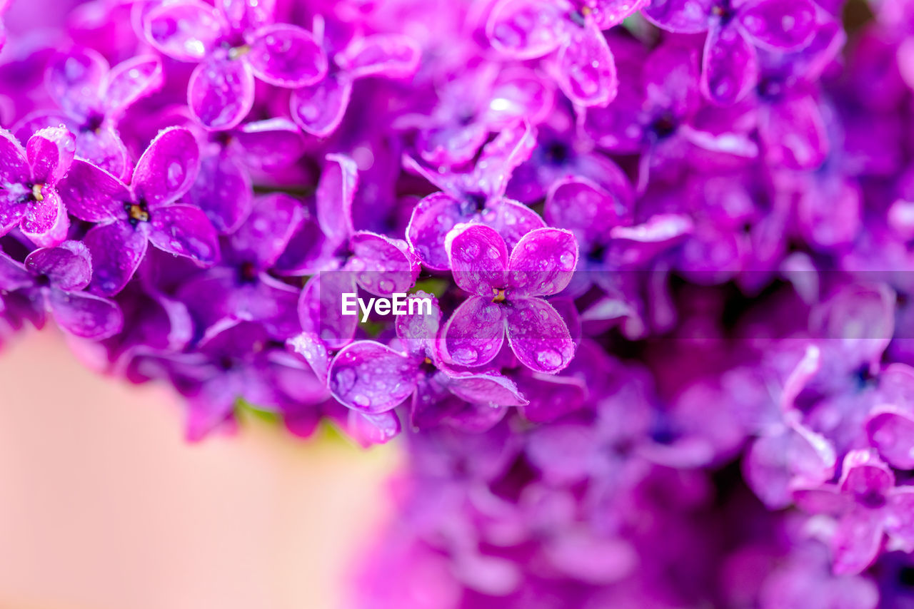 CLOSE-UP OF PINK FLOWERING PLANTS