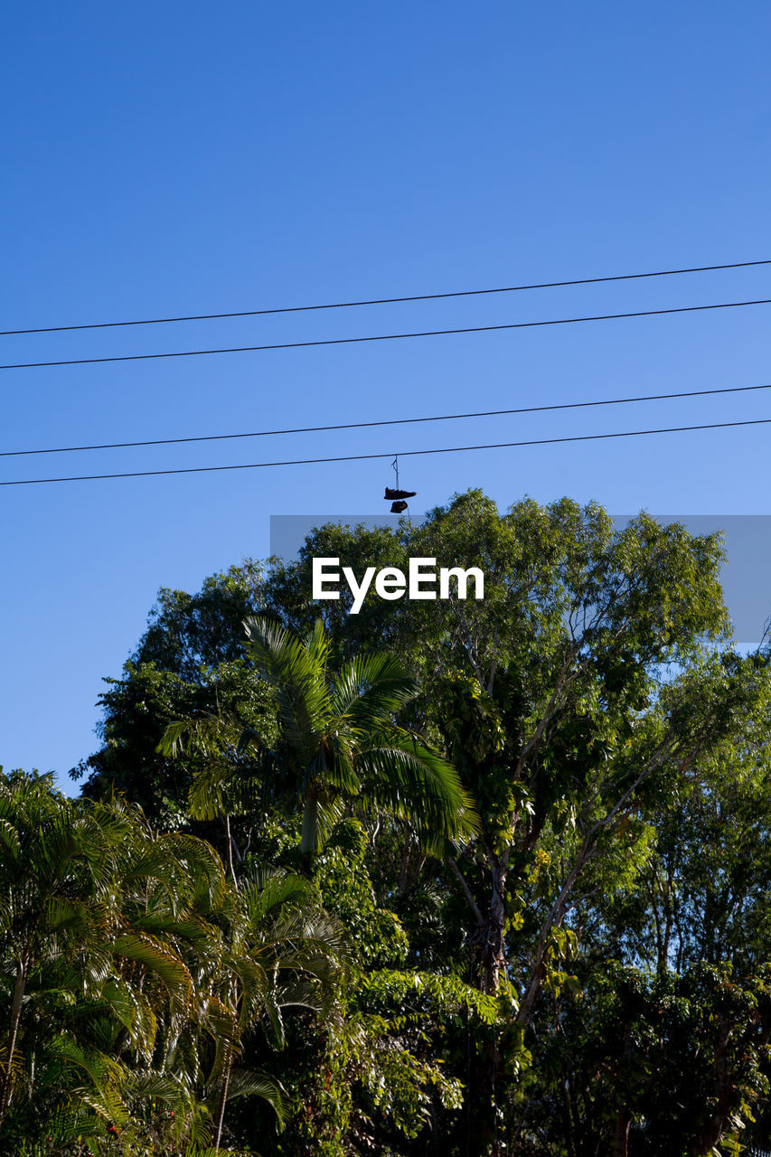 cable, tree, electricity, plant, sky, power line, technology, nature, low angle view, no people, power supply, clear sky, electricity pylon, day, blue, growth, outdoors, power generation, green, telephone line, beauty in nature, flower, sunlight, cloud, leaf