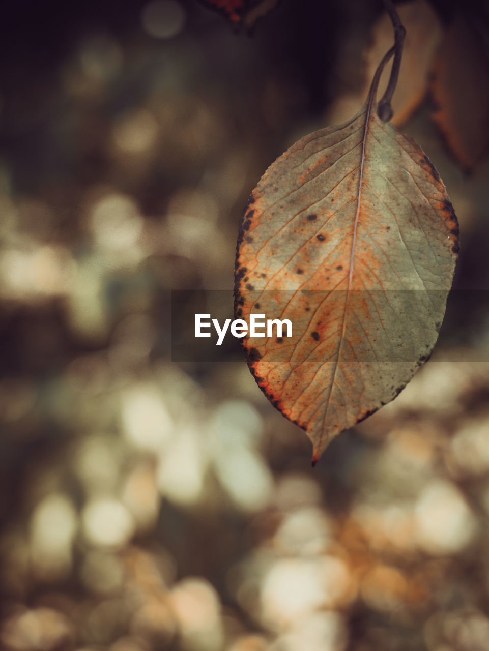 Close-up of dry leaf against blurred background