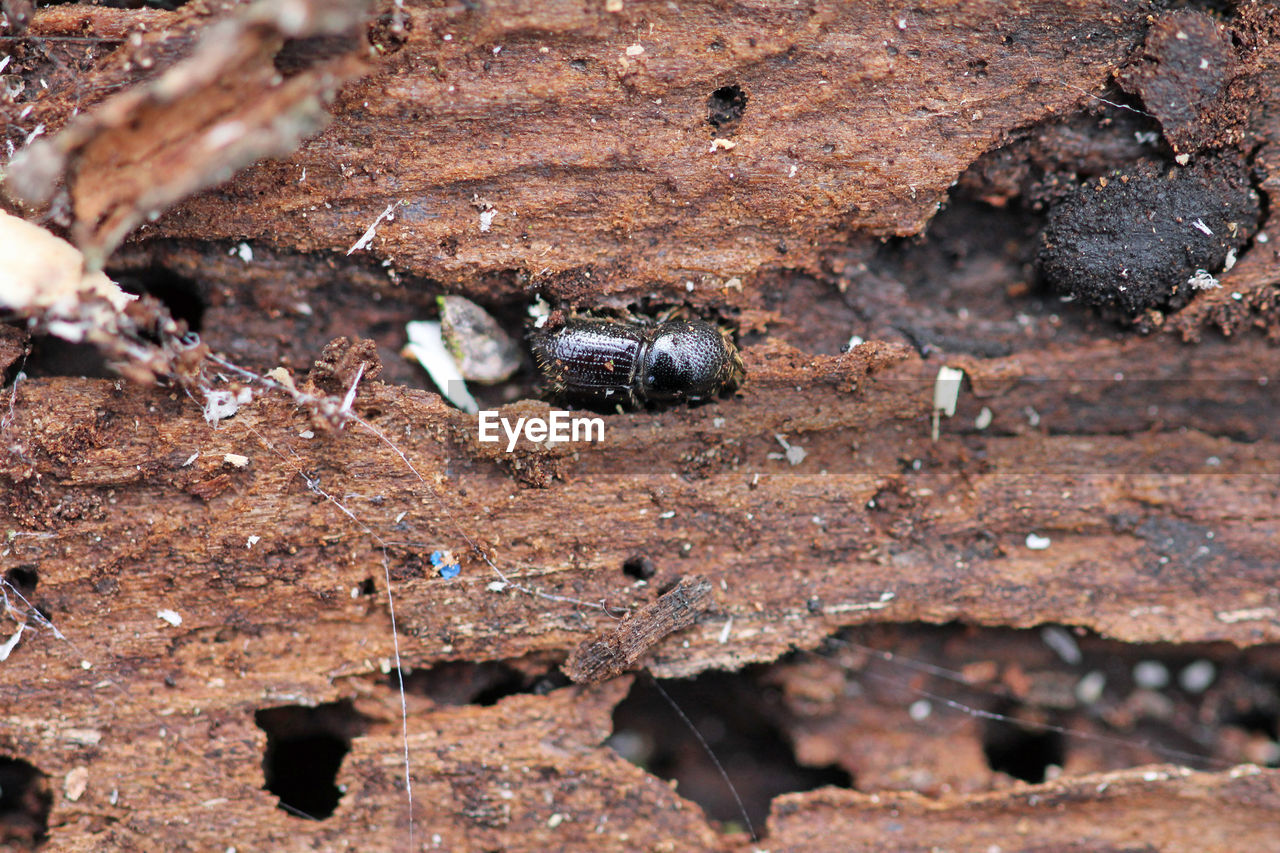 Bark beetle in a piece of spruce bark