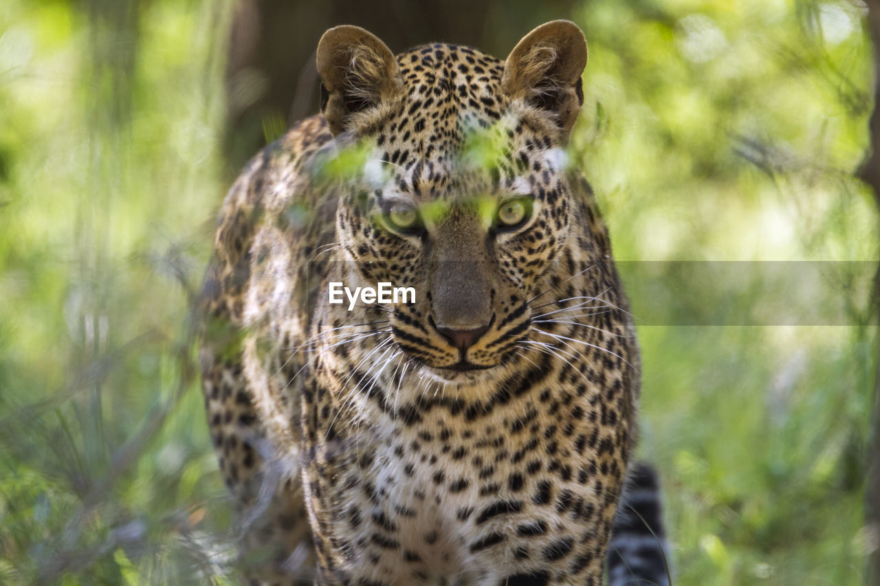 Portrait of leopard