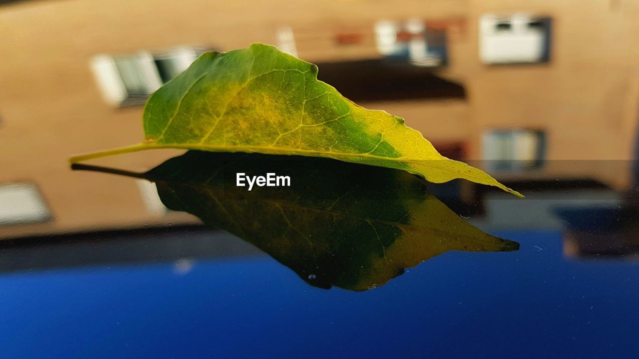 Close-up of leaf reflecting on glass