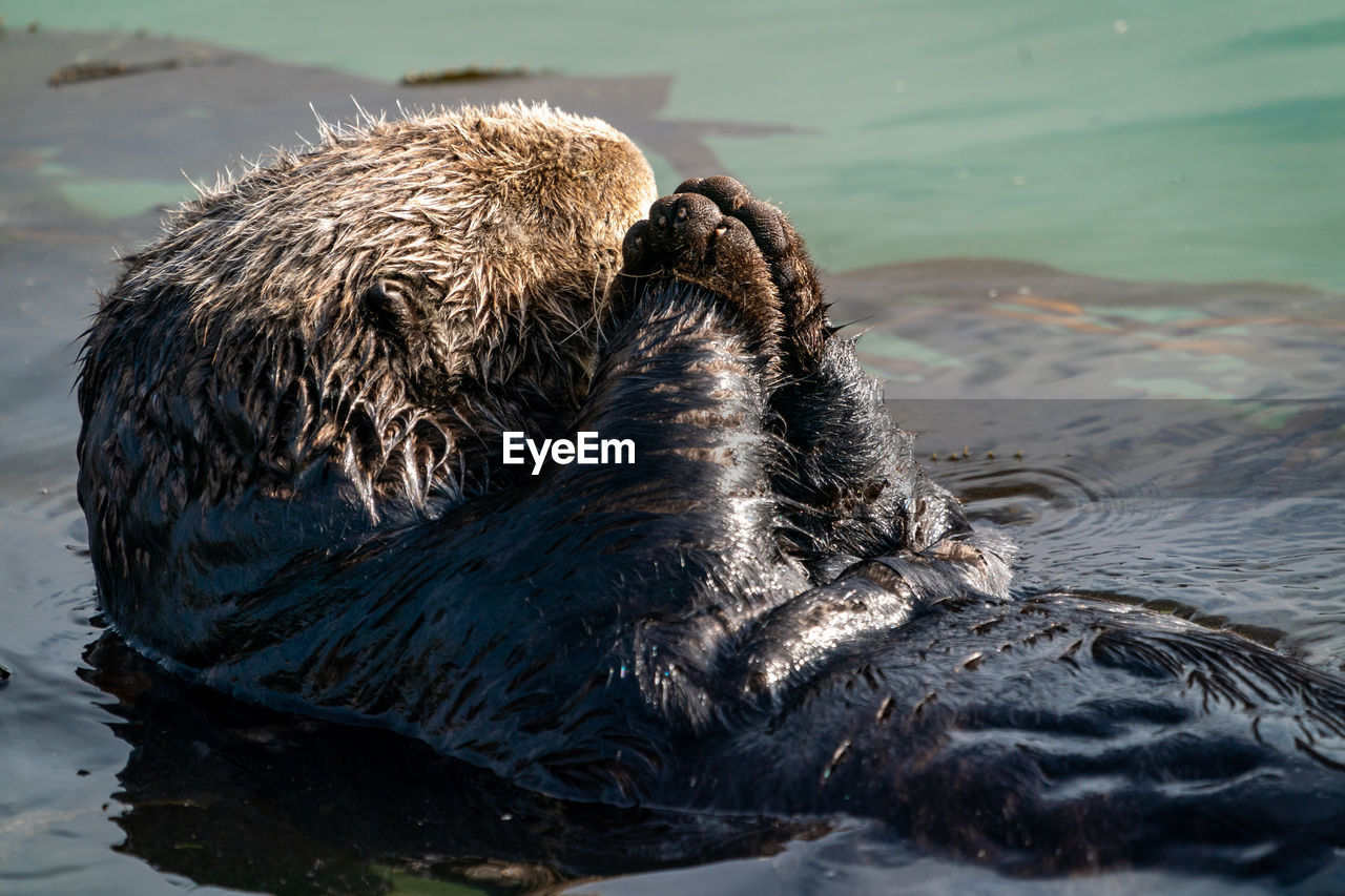 Sea otter wrapped in kelp floating on the water while rubbing its mittens