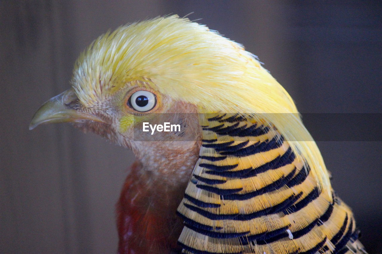 CLOSE-UP OF BIRD