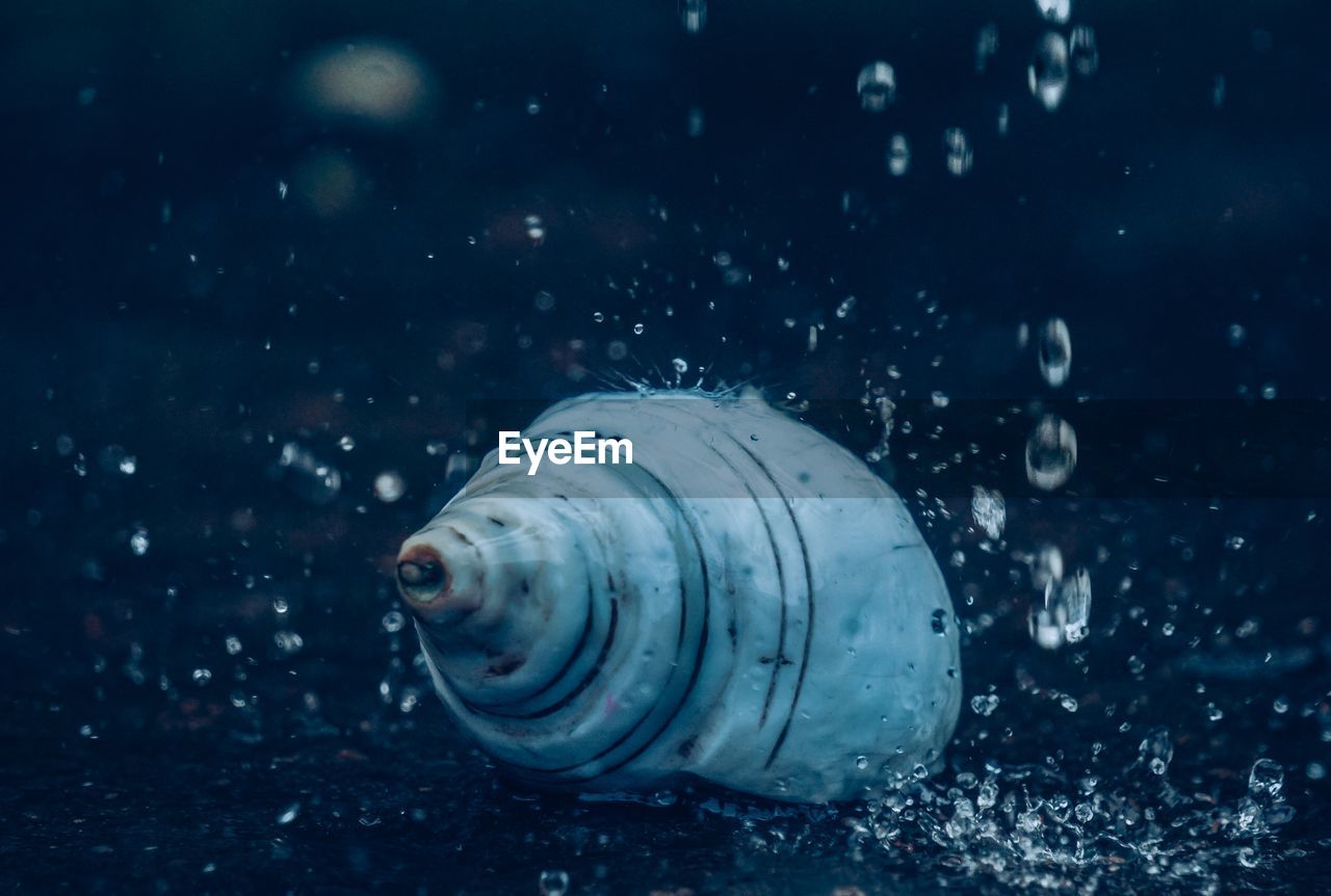 Close-up of fish swimming in sea