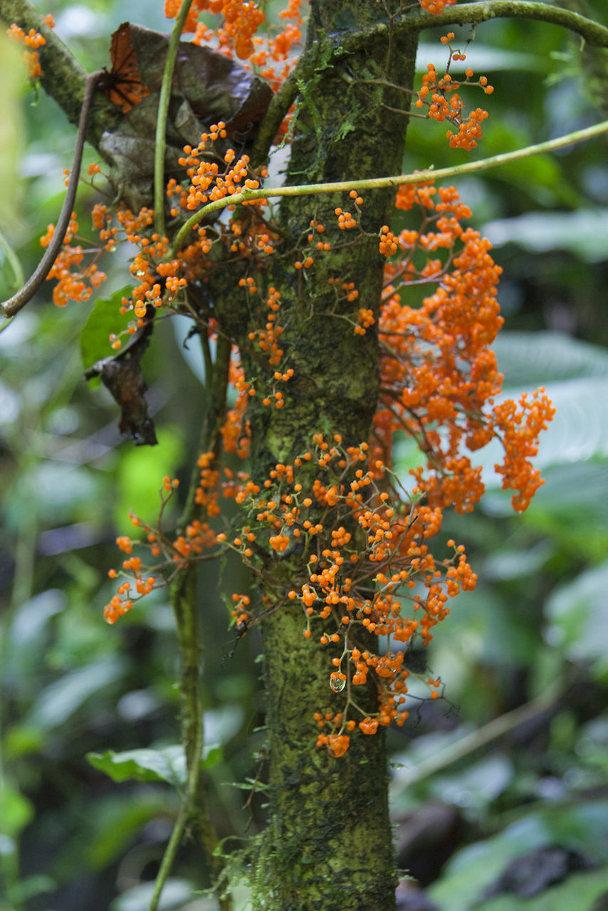 CLOSE-UP OF FRESH FLOWER TREE