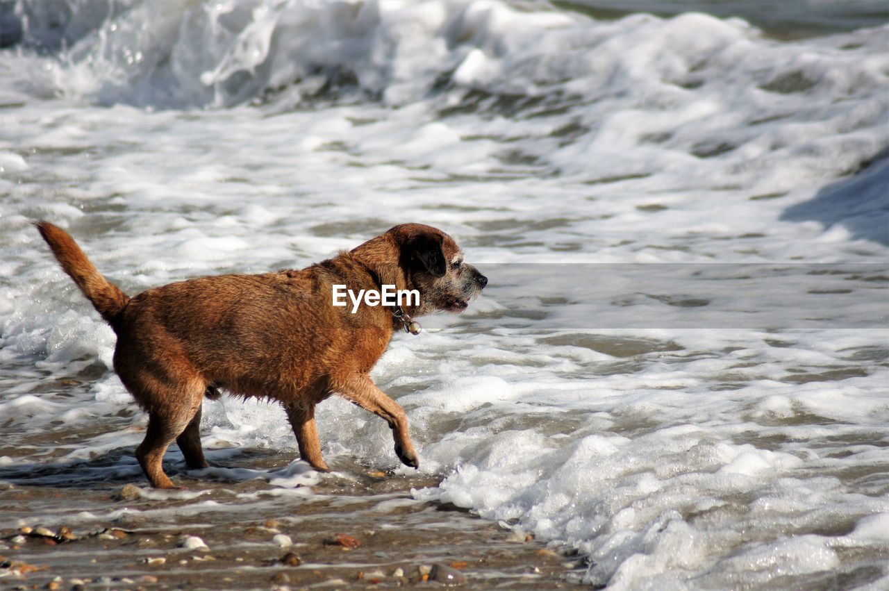 DOG STANDING IN WATER