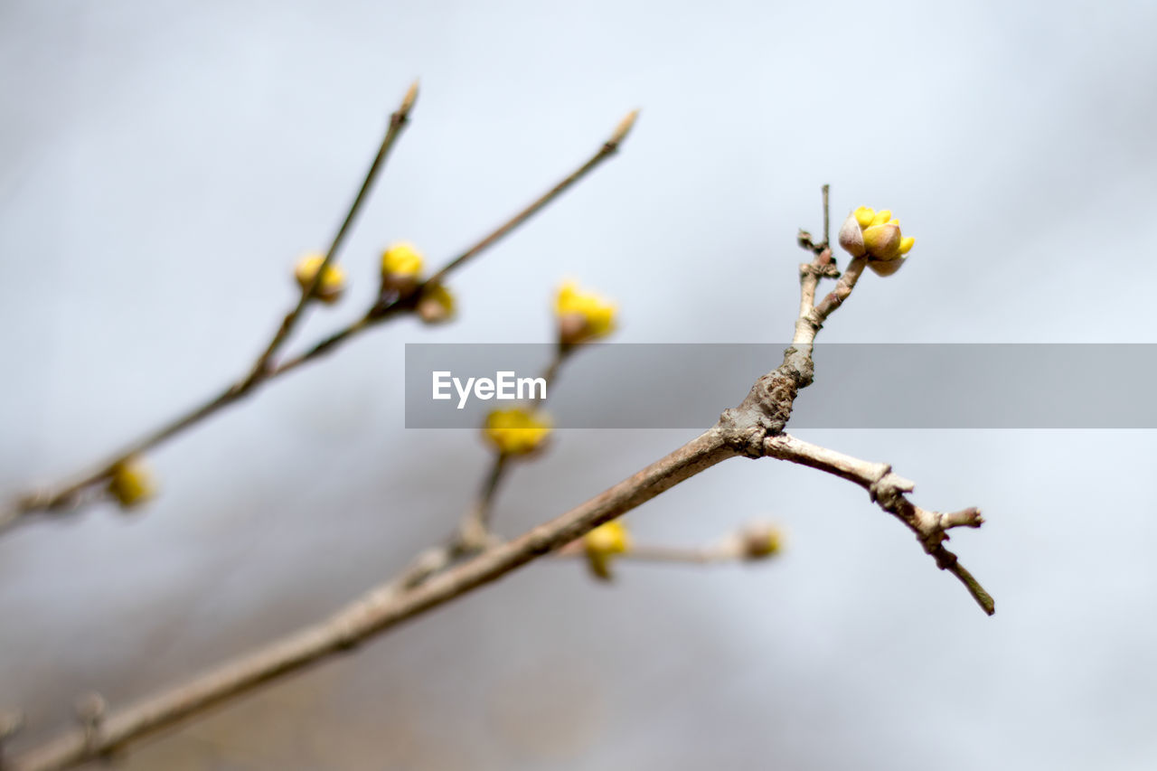 CLOSE-UP OF FLOWER BUDS ON TWIG