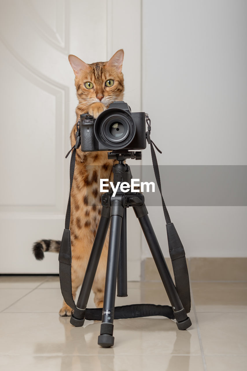 Bengal cat - a photographer takes pictures on a camera on a tripod in the house.