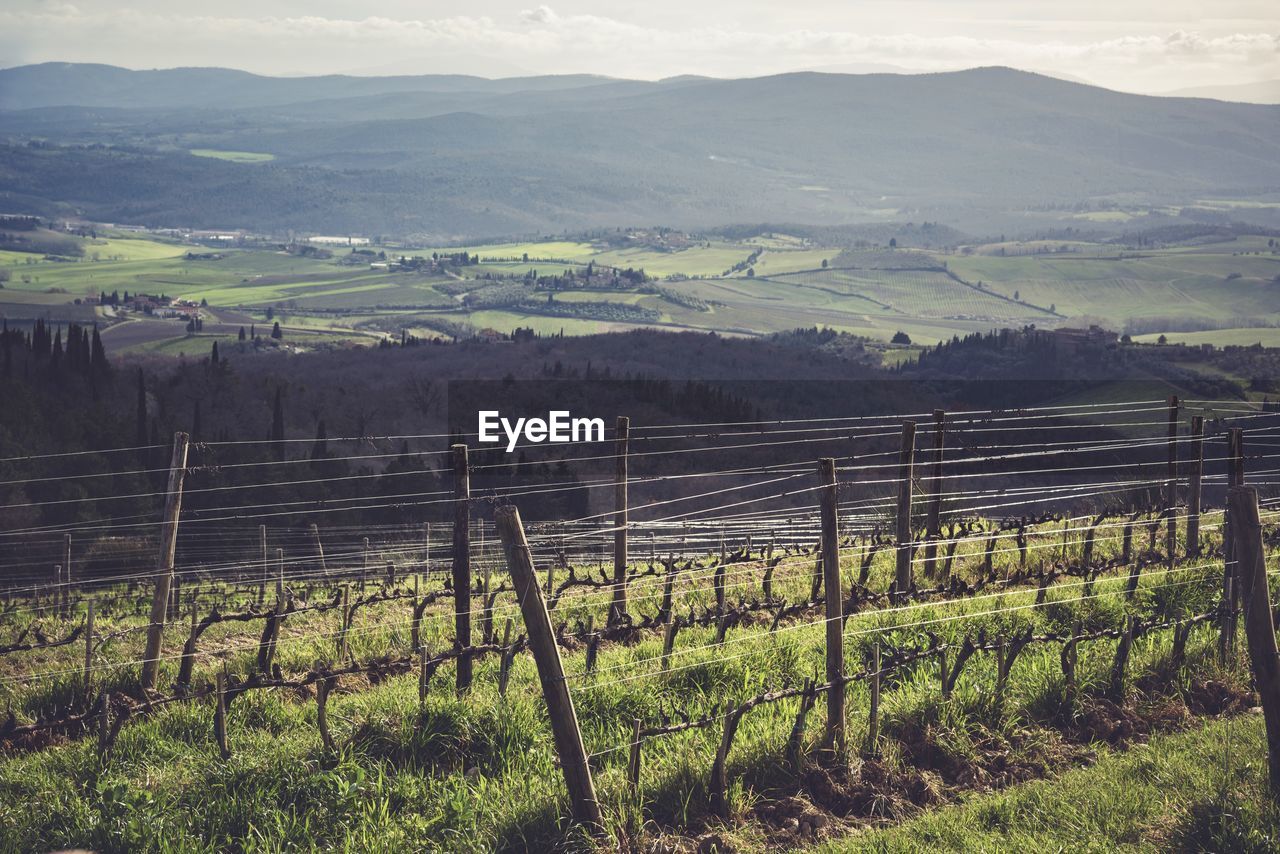 Scenic view of agricultural field