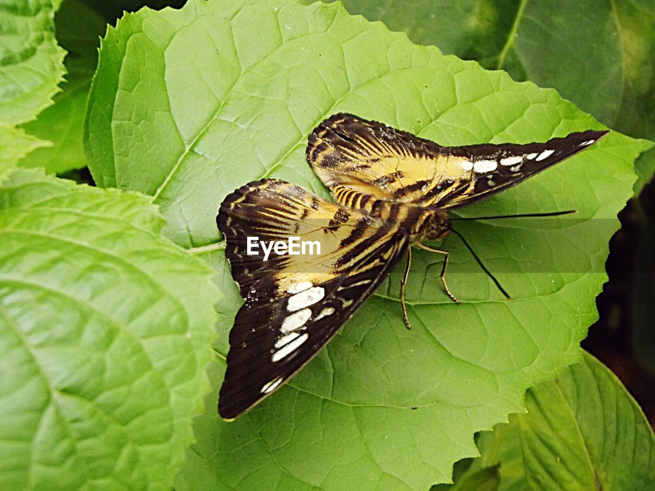 CLOSE-UP OF BUTTERFLY ON GREEN LEAF