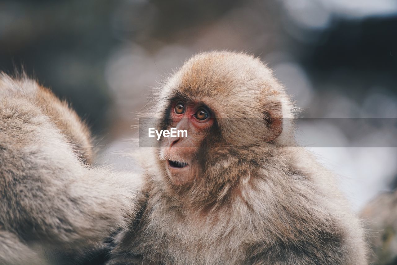 CLOSE-UP OF A MONKEY