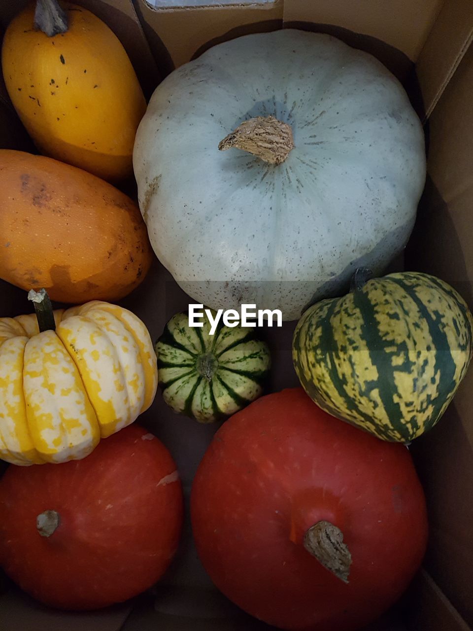 HIGH ANGLE VIEW OF PUMPKINS IN PUMPKIN