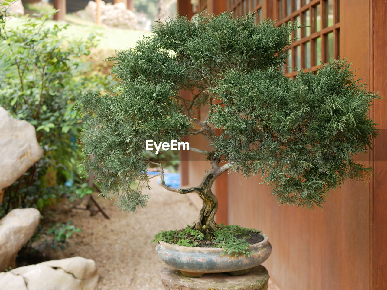 A beautiful bonsai, small tree that mimic the shape and scale of full size tree, in a small clay pot