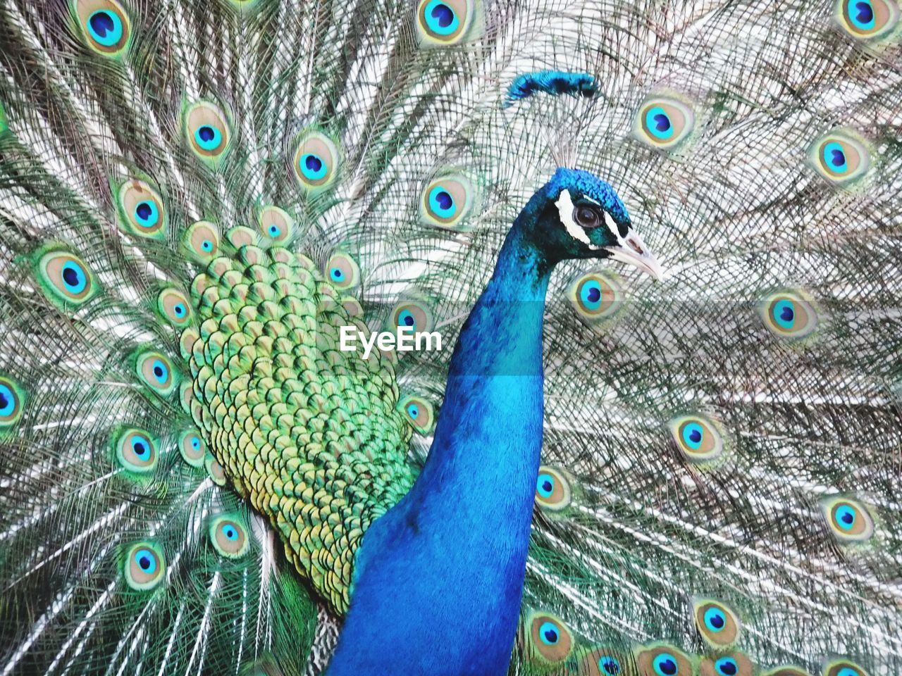 Peacock at dresden zoo 