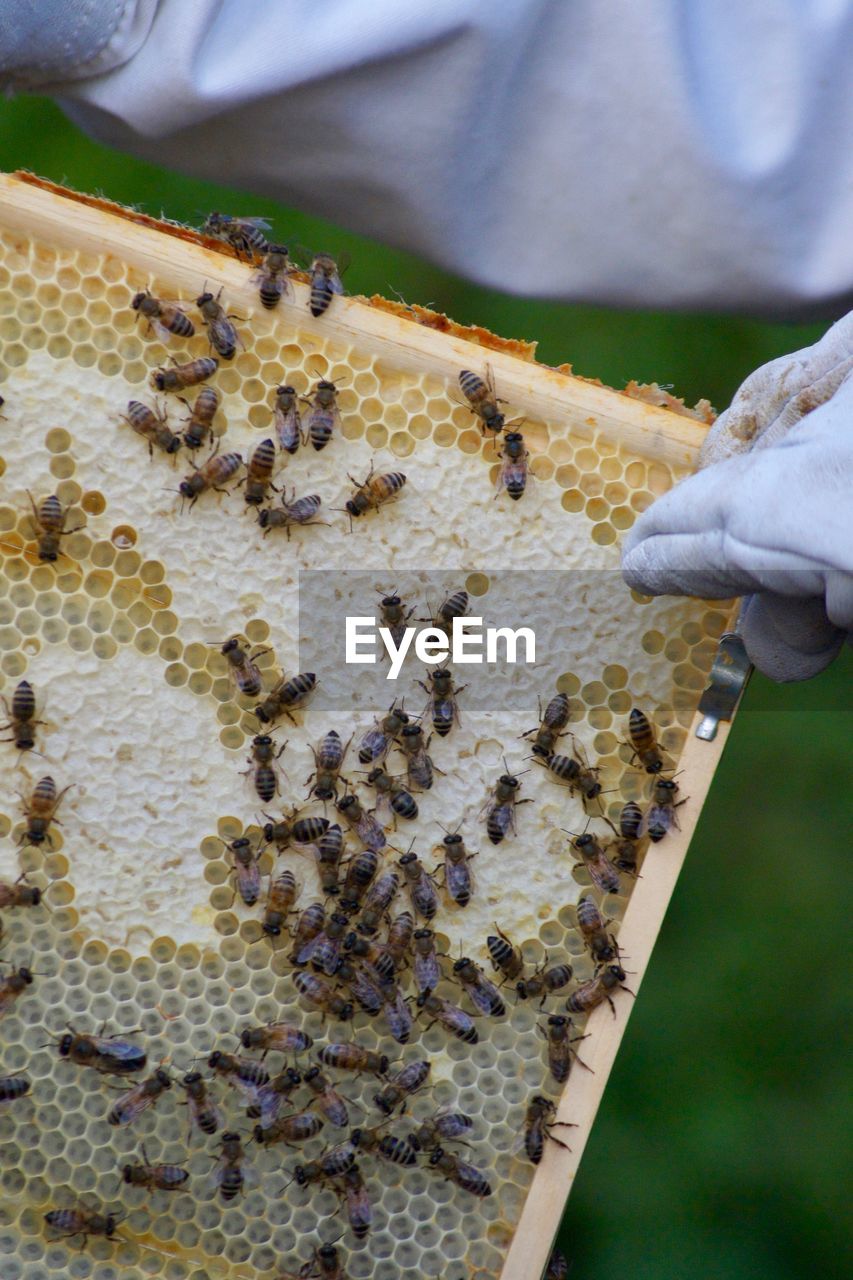 CLOSE-UP OF BEE ON HUMAN HAND HOLDING LEAF