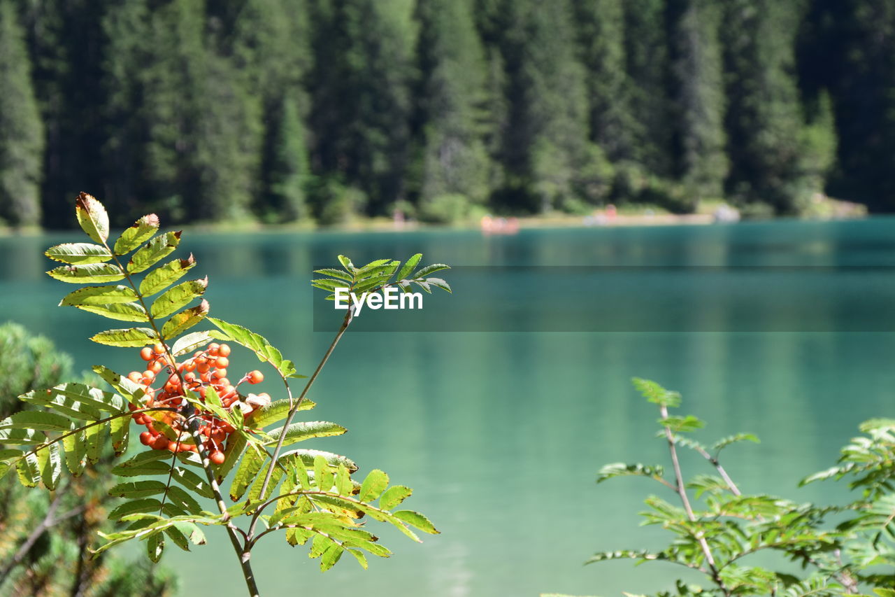 Close-up of plant against trees in forest