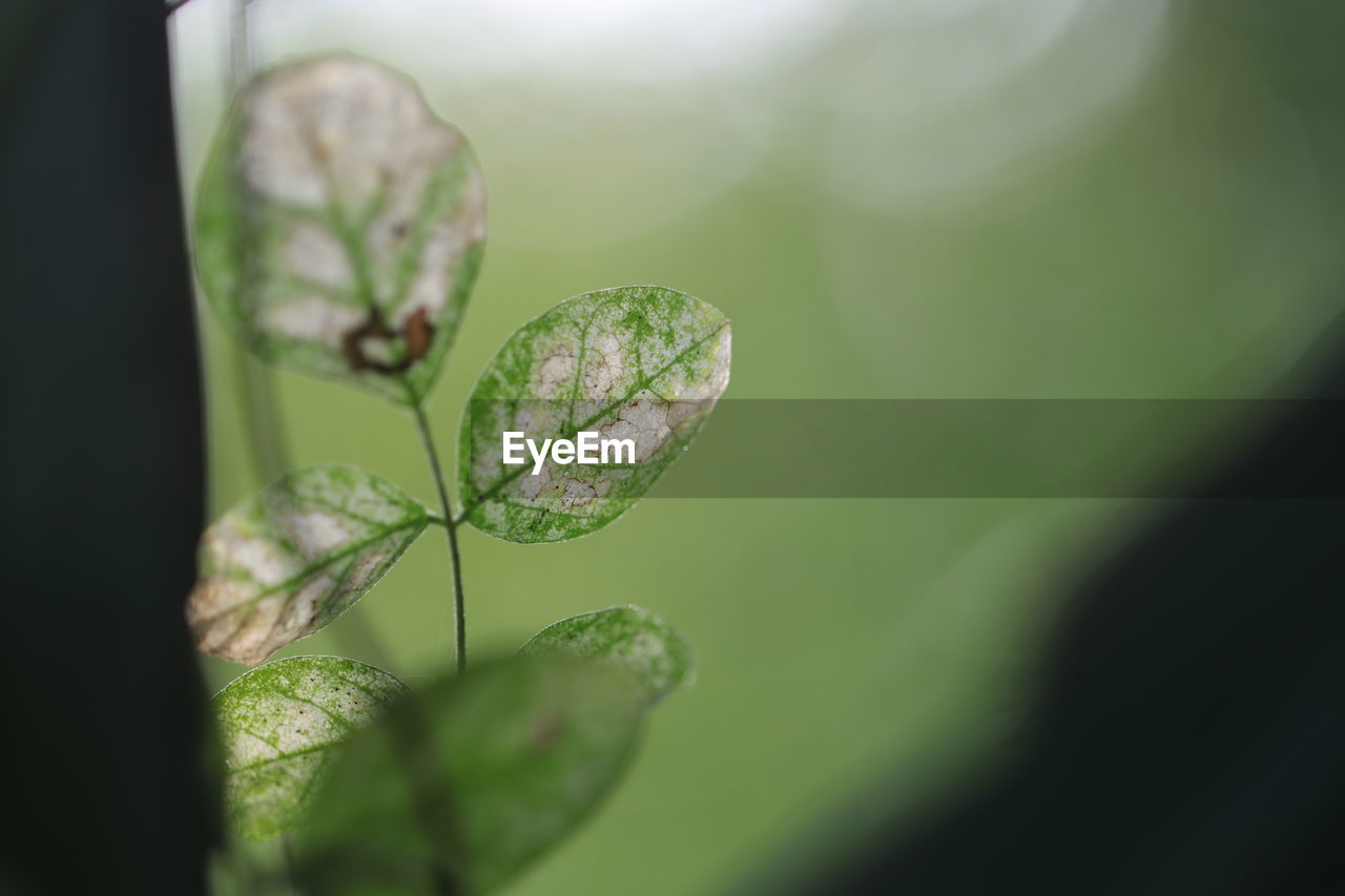 green, plant, leaf, plant part, nature, close-up, macro photography, beauty in nature, growth, no people, flower, selective focus, freshness, plant stem, day, outdoors, fragility, petal, macro, water, tree, animal, insect, focus on foreground, tranquility, sunlight, drop, environment