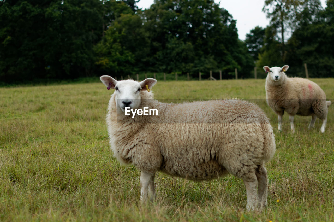 SHEEP STANDING ON FIELD