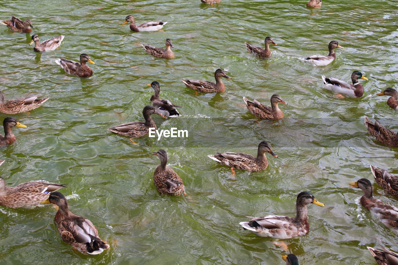 HIGH ANGLE VIEW OF DUCKS IN LAKE