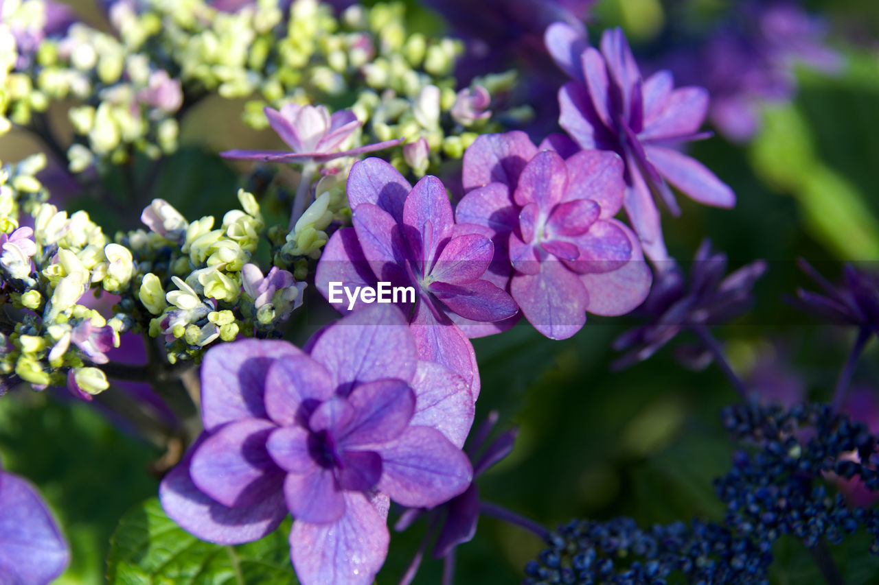 Close-up of pink flowers