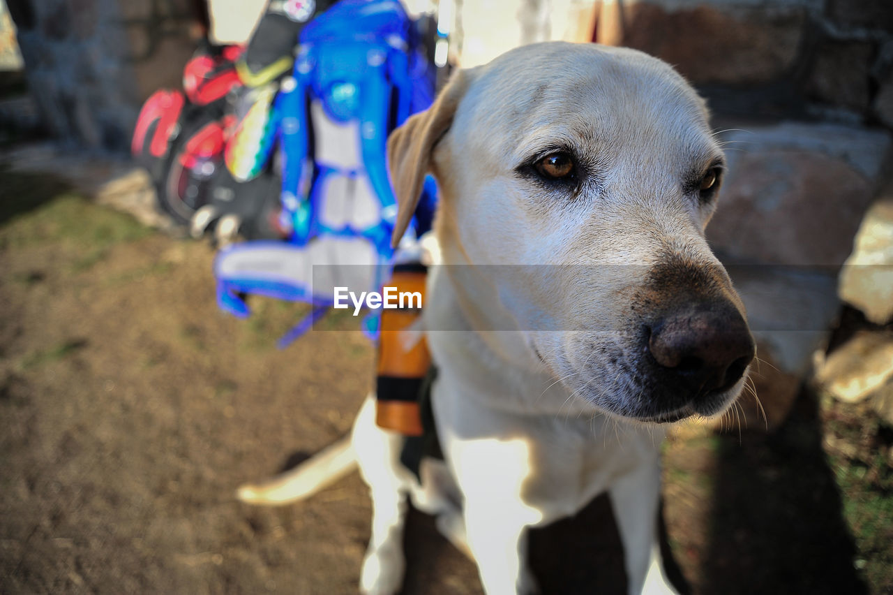 CLOSE-UP PORTRAIT OF A DOG