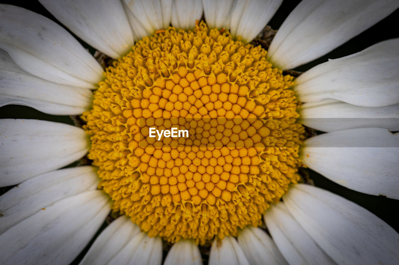 CLOSE-UP OF YELLOW FLOWER POLLEN ON WHITE SURFACE