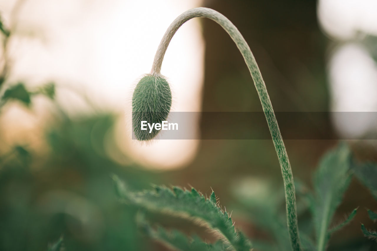 Close-up of plant growing on field