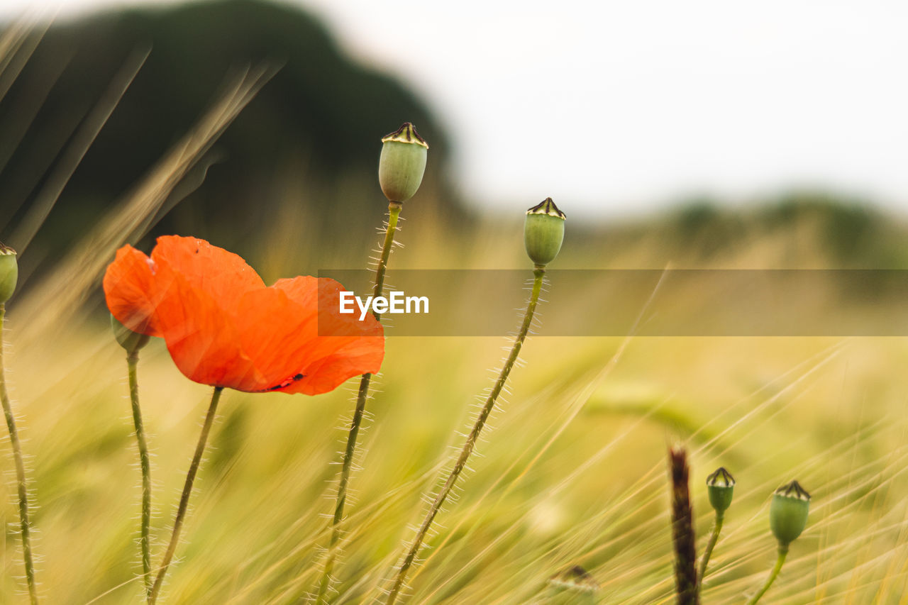 Close-up of poppy on field