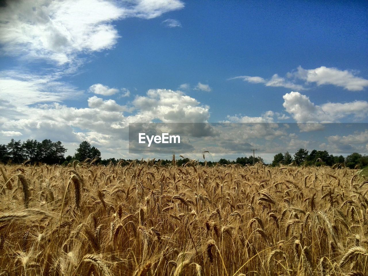 Barley growing in field against cloudy sky
