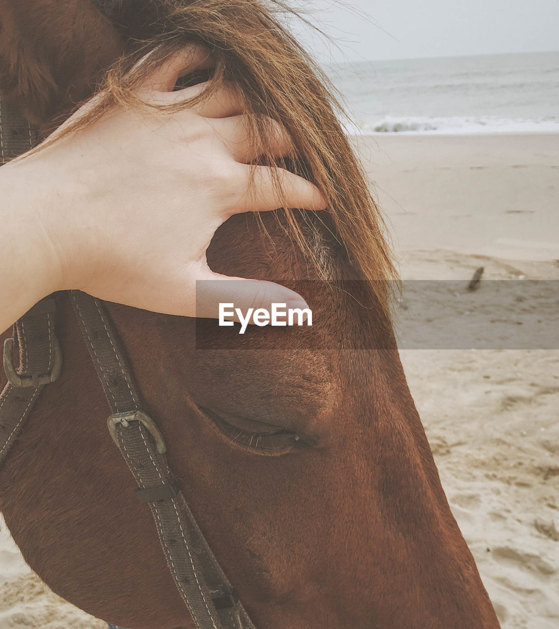 Cropped hand touching horse at beach