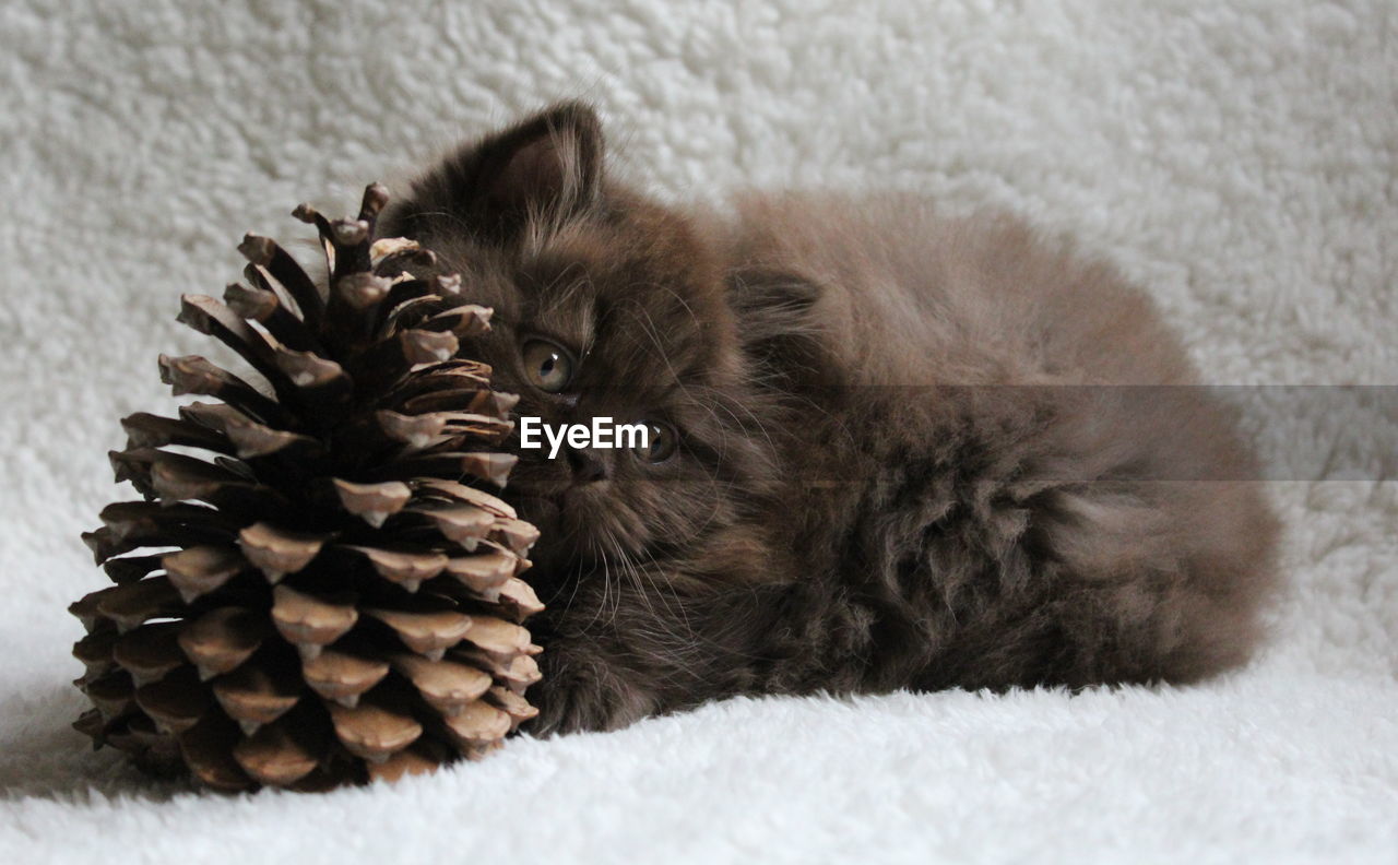 Close-up of british longhair kitten with pine cone on bed