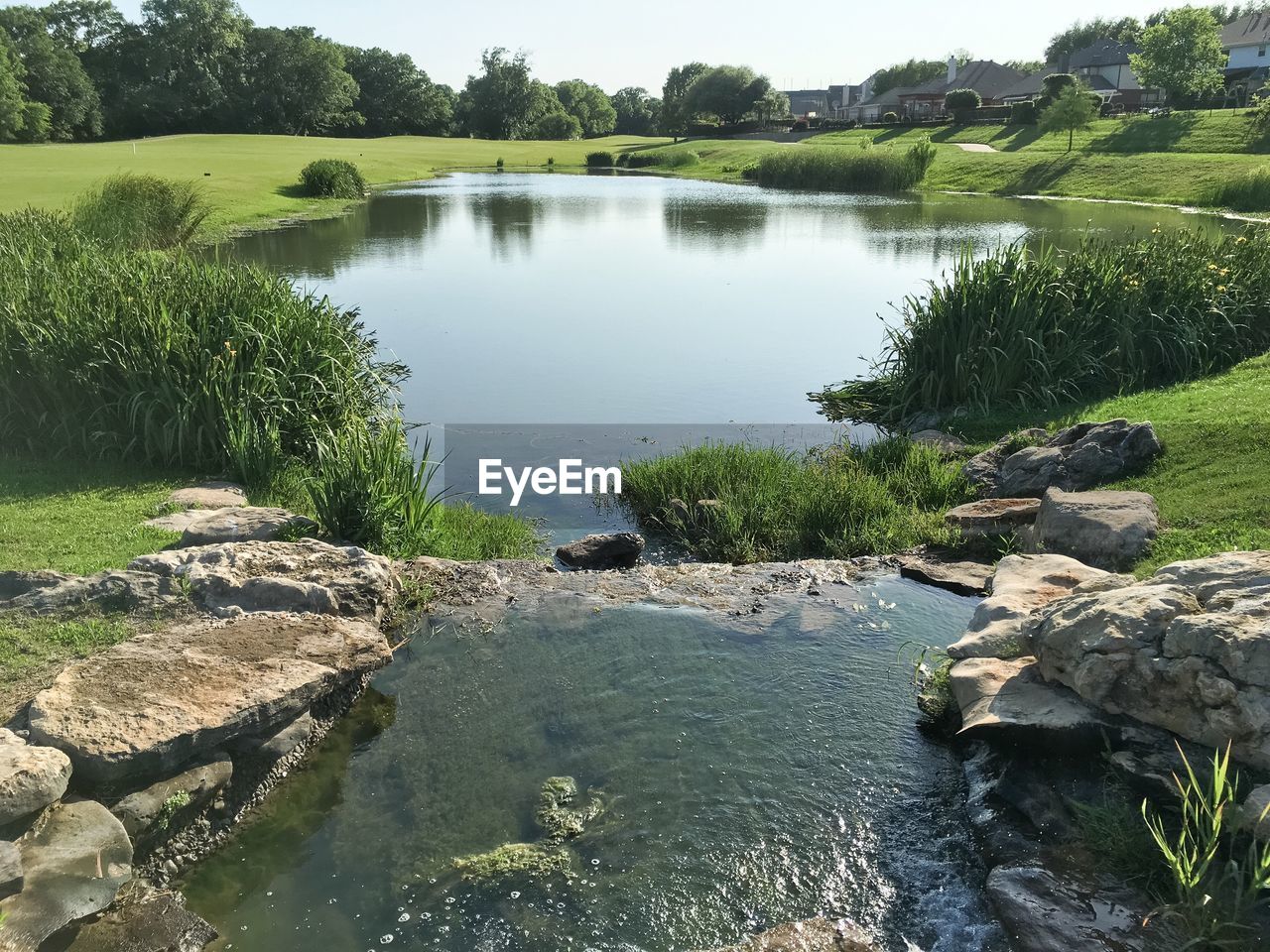 Scenic view of pond by golf course in sunny day