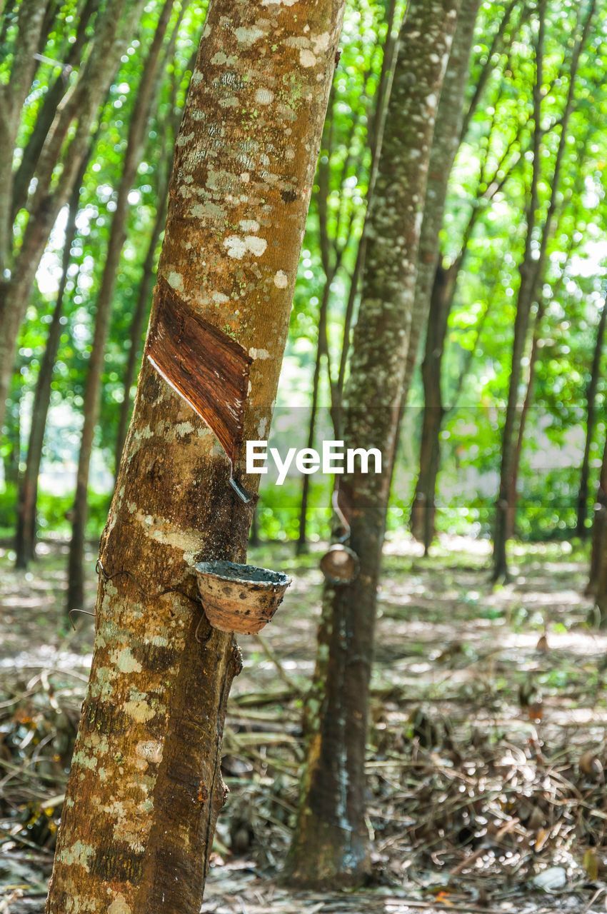 Tree trunk in forest